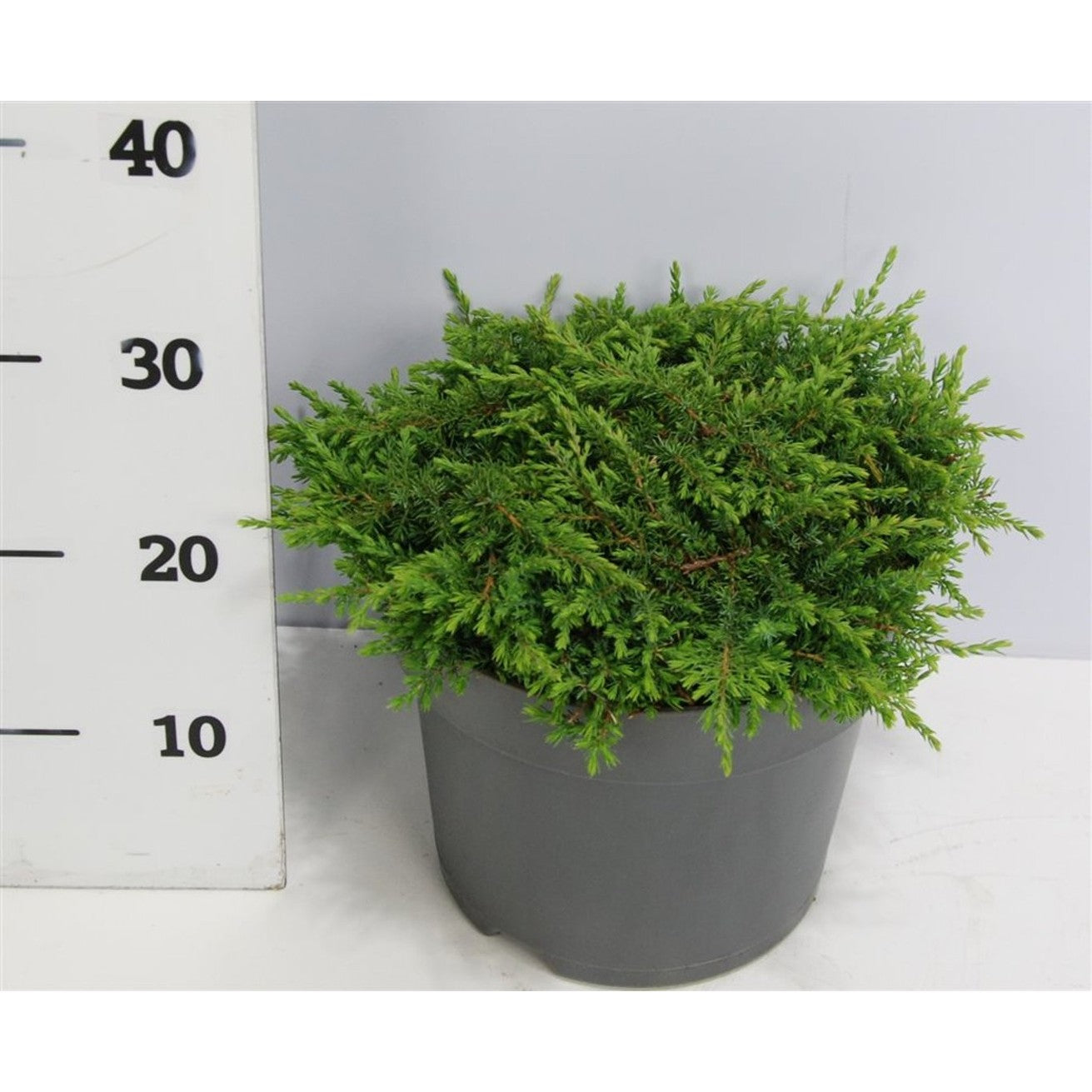 En – Juniperus communis 'Green Carpet' - C7.5 40-50 cm.